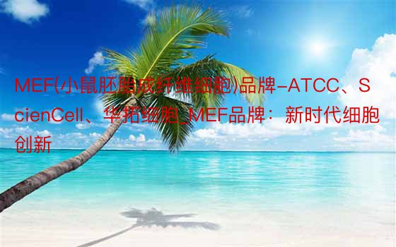 MEF(小鼠胚胎成纤维细胞)品牌-ATCC、ScienCell、华拓细胞_MEF品牌：新时代细胞创新